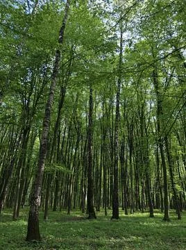 Green trees background in forest Stock Photos