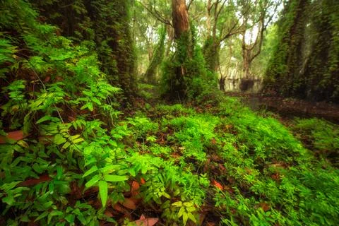 Green trees background in forest Foto stock