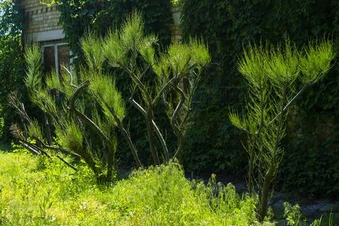 Green trees on the background of a house 스톡 사진