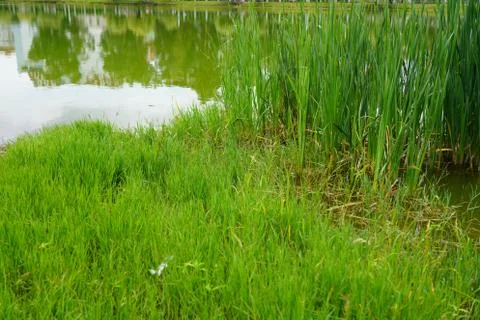 Green trees on the background of the lake Stock Photos