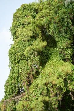 Green Trees Background Stock Photos