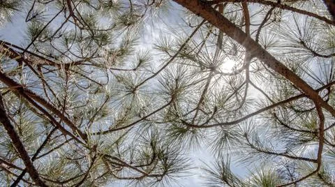 Green Trees Background Stock Photos
