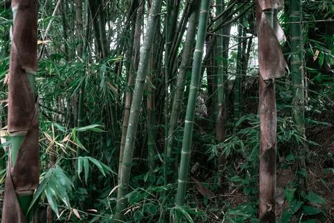 Green Trees Background Stock Photos