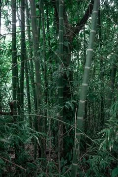 Green Trees Background Stock Photos