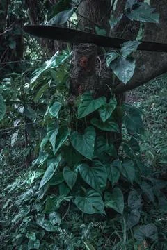 Green Trees Background Stock Photos