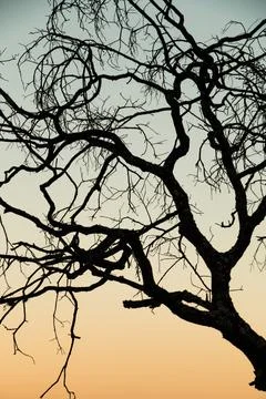 Green Trees Background Foto stock