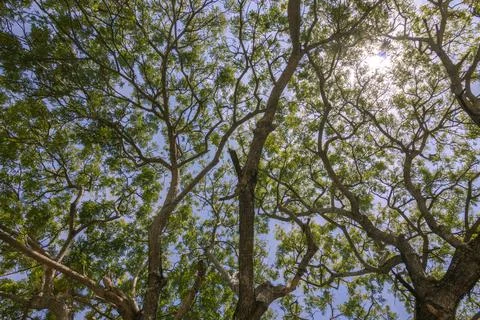 Green Trees Background Foto stock