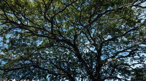 Green Trees Background Foto stock