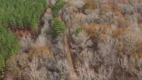 Green Trees, Bare Trees, and Fall Leaves, Columbus, Mississippi, USA Stock Footage 142112479