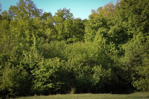 Green trees as a beautiful background. Stock Photos