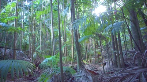Green trees in beautiful forest on a sunny day Stock Footage 76138975