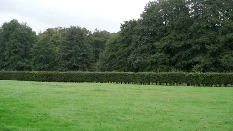 Green Trees behind a hedge line with grass in front on a October grey day. Stock Footage 131340977