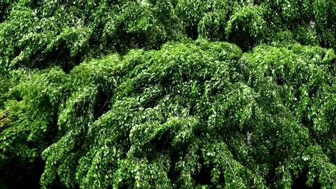 Green trees blow by the wind isolated. Stock Footage 94863067