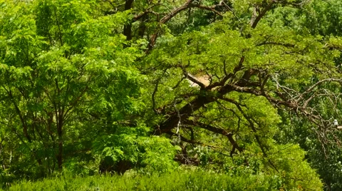 Green Trees Blowing in the Wind Stock Footage 53232583