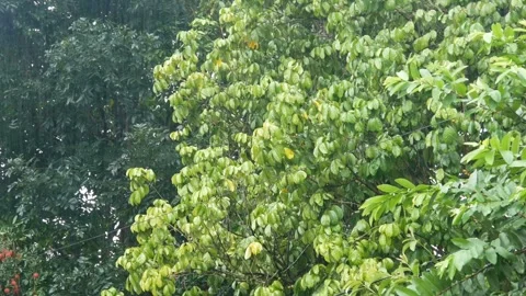 Green trees blown by the wind with heavy rain Stock Footage 301224091