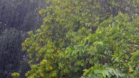 Green trees blown by the wind with heavy rain Stock Footage 301224161