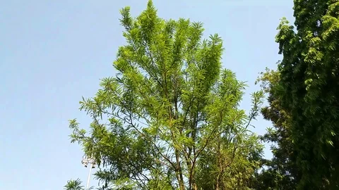 Green Trees &amp; Blue Sky Stock Footage 107719920
