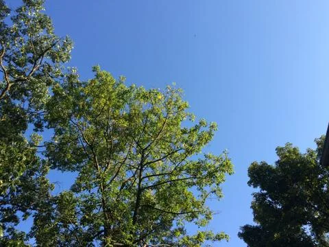 Green trees with blue sky looking up Stock Photos