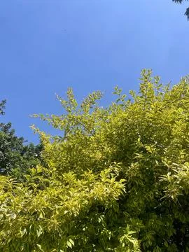 Green trees at the blue sky Stock Photos