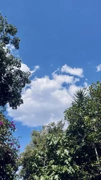 Green trees at the blue sky Stock Photos