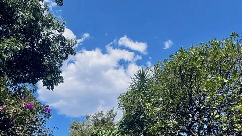 Green trees at the blue sky Stock Photos