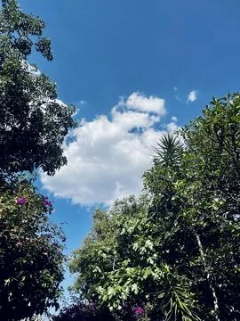 Green trees at the blue sky Stock Photos