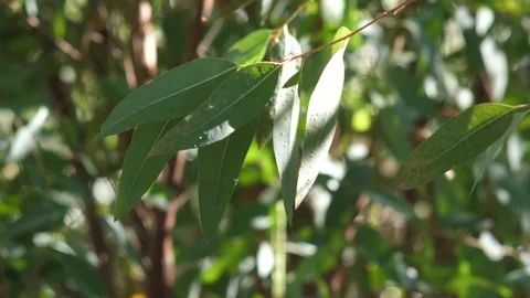 Green trees bokeh (2) Stock Footage 118405764