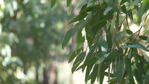 Green trees bokeh (3) Video stock 118405785