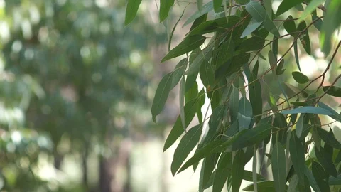 Green trees bokeh (4) Video stock 118405778