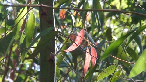Green trees bokeh (5) Stock Footage 118405811