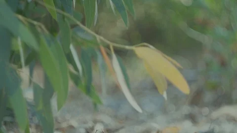 Green trees bokeh (6) Video stock 118405788
