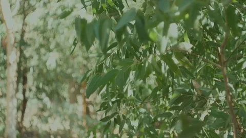 Green trees bokeh (7) Stock Footage 118405794