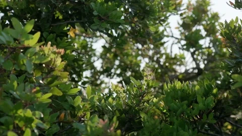 Green trees branch background Stock Footage 158319765