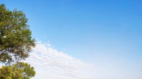 Green trees branches and panoramic blue sky banner Stock Photos