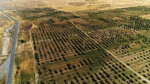 Green trees in brownish fields Stock Footage 129712335