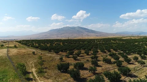 Green trees in brownish fields Stock-Footage 129712464