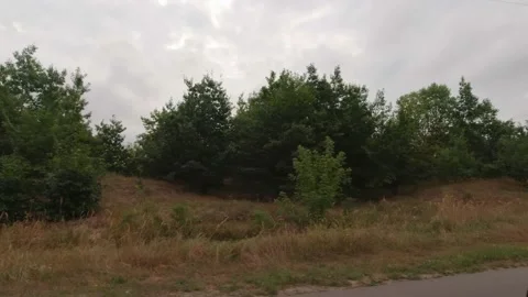 Green Trees Car Trip Stock Footage 161080205