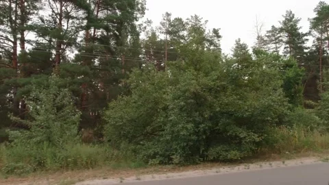 Green Trees From The Car Window Stock Footage 160814042