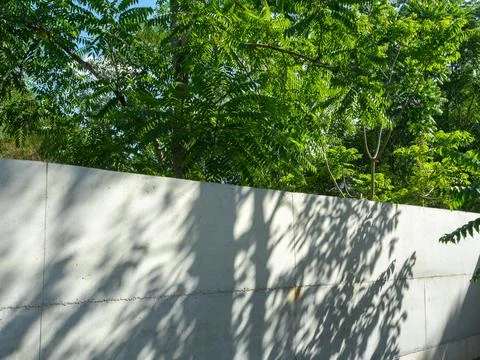 Green trees casting shadows on modern concrete wall architecture, symbolizi.. 写真素材