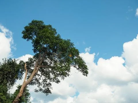 Green trees on cloud and sky background Stock Photos