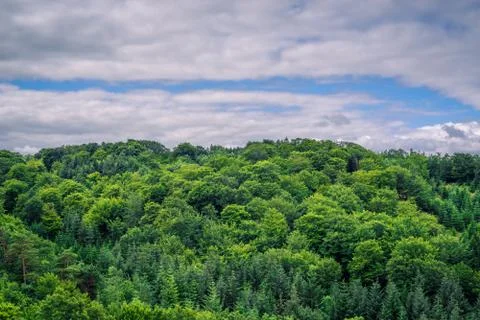 Green trees in cloudy weather Stock Photos