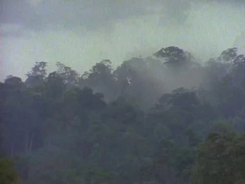 Green trees covered with fog on a cloudy morning Stock Footage 79880408