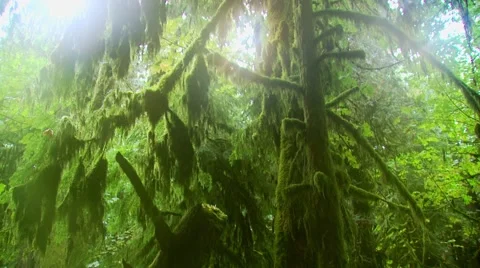 Green trees covered with moss in forest, Canada Stock Footage 60690965