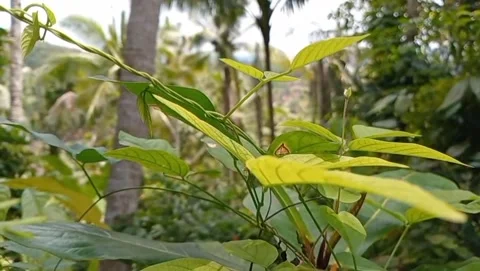 Green trees create a shady atmosphere fresh. Stock-Footage 332158759