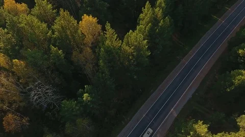 Green trees of dense woods growing both sides and road, shot drone Stock-Footage 80900768