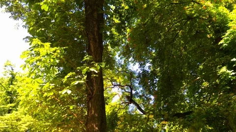 From the Green Trees to The Eiffel Tower. Those trees just gave the Eiffel Stock Footage 108394492