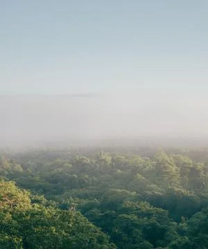 Green trees enveloped in a dense with white fog Stock Photos
