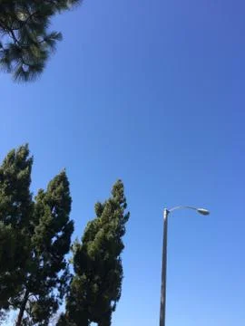 Green trees evergreen with light pole background blue sky Stock Photos