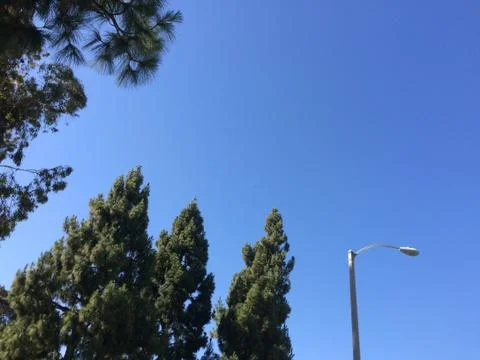 Green trees evergreen with light pole background blue sky Stock Photos