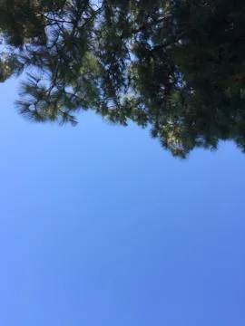 Green trees evergreen pine needles and blue sky sunny day background Stock Photos